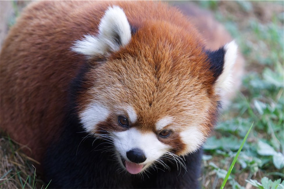 Red Panda S18